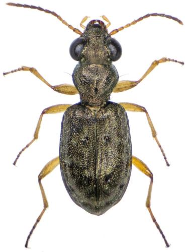 Asaphidion flavipes